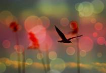 1013025_465468376870295_1585452909_n